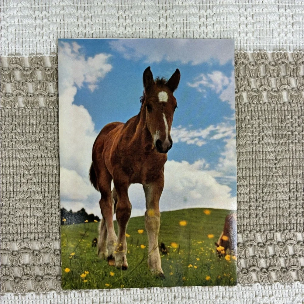 Vintage Horse-Themed Postcard Set of‎ 6